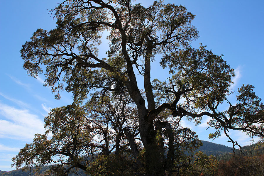 photo of a tree