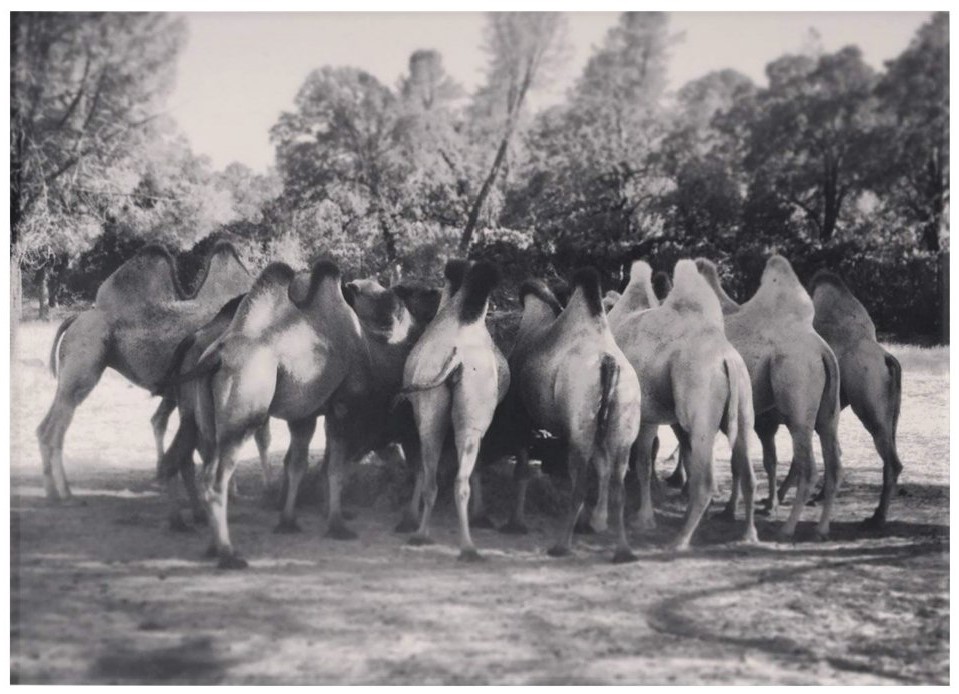 Black and white photo of a herd of camels with their butts facing the camera